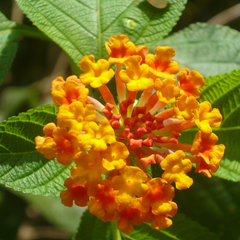 lantana camara