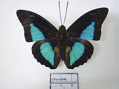 prepona laertes male dorsal