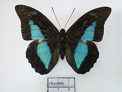 prepona laertes female dorsal